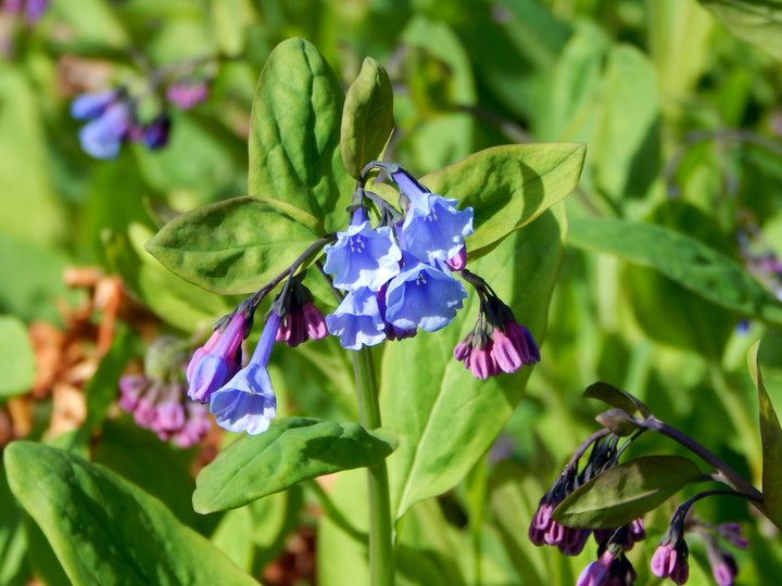 Mertensia Flower Seeds for Planting – Heirloom Non-GMO, High Germination Organic Garden Seeds
