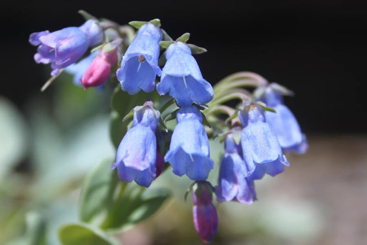 Mertensia Maritima Flower Seeds for Planting – Heirloom Non-GMO, High Germination Organic Garden Seeds