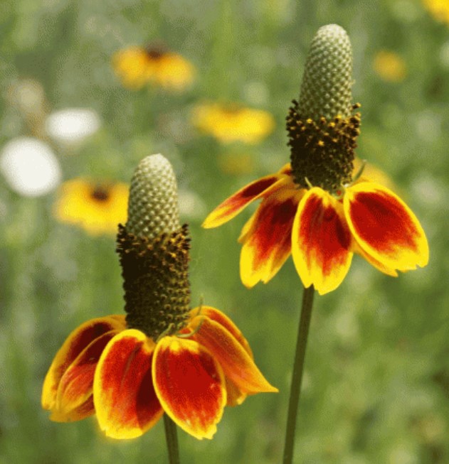 Mexican Hat WildFlower Seeds for Planting – Heirloom, Non-GMO, High Germination Organic Garden Seeds