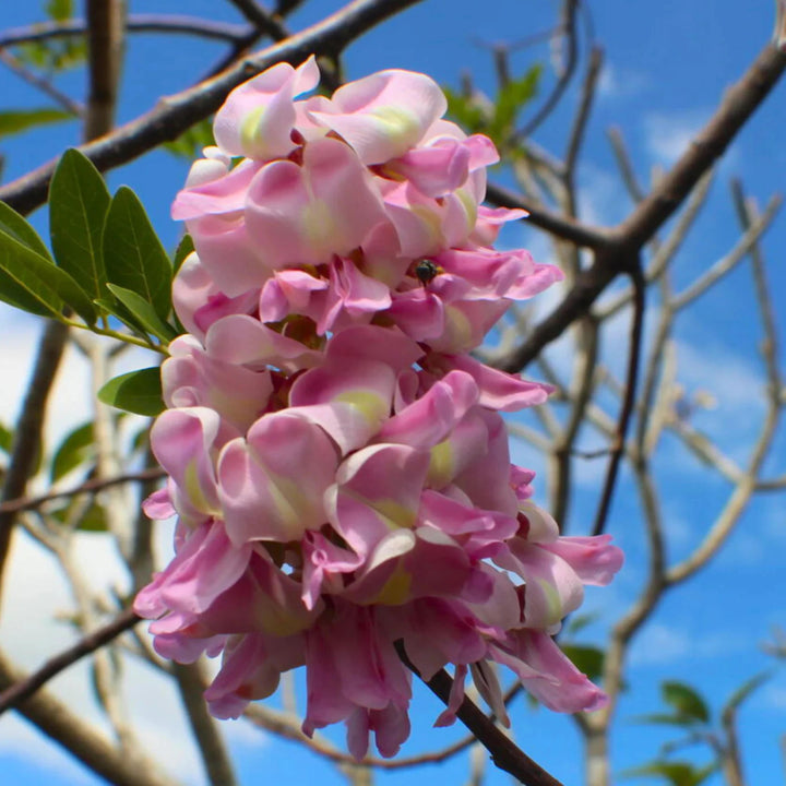 Pale Pink Gliricidia Sepium Flower Seeds for Planting – Heirloom Non-GMO High Germination Garden Seeds