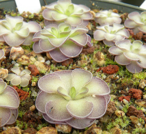 Flower Seeds, Seeds,Seeds For Planting,Plant Seeds