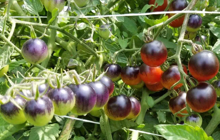 Red Black Midnight Tomato Seeds for Planting – Heirloom Non-GMO Unique Bicolor Vegetable Seeds with High Germination