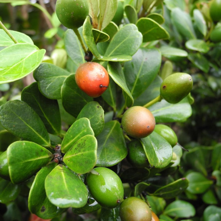 Mimusops fruit seeds for planting - Heirloom & Non-GMO Garden seeds, sweet tropical fruit for edible gardens