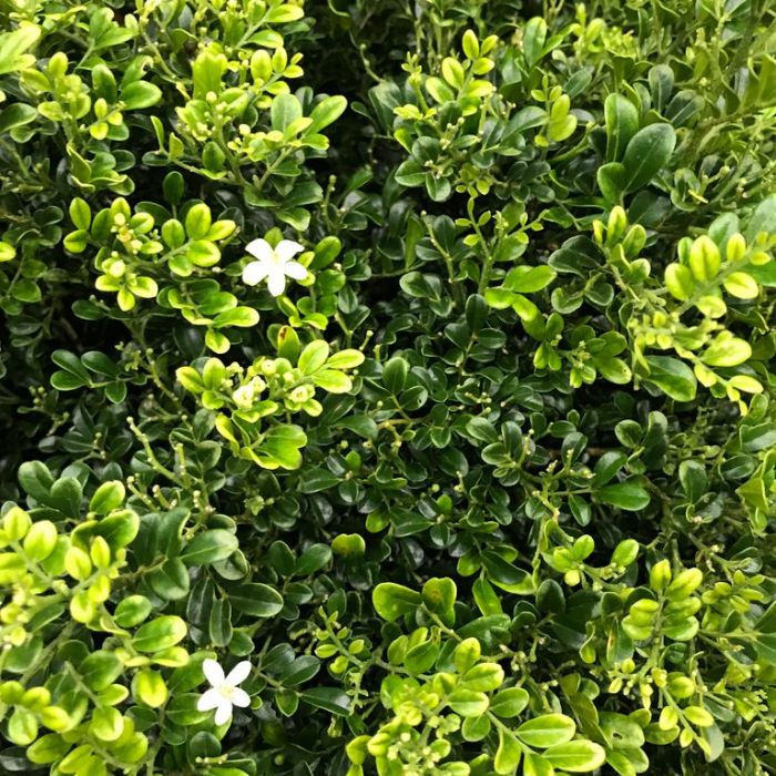 Green Murraya Plant Seeds for Planting – Heirloom & Non-GMO Seeds for Fragrant Garden Borders