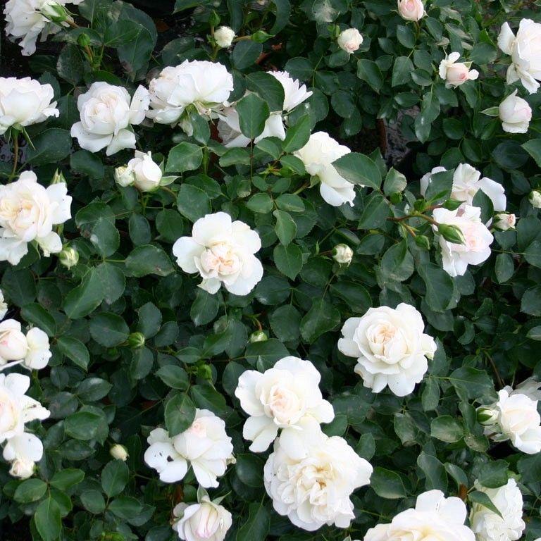 White Miniature Rose Flower Seeds for Planting – Shade Tolerant, Heirloom, Non-GMO, High Germination Organic Garden Seeds