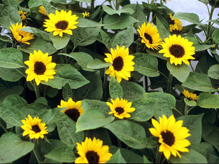 Mini SunFlower Seeds for Planting – Long Bloom Season, Heirloom, Non-GMO, High Germination Garden Seeds