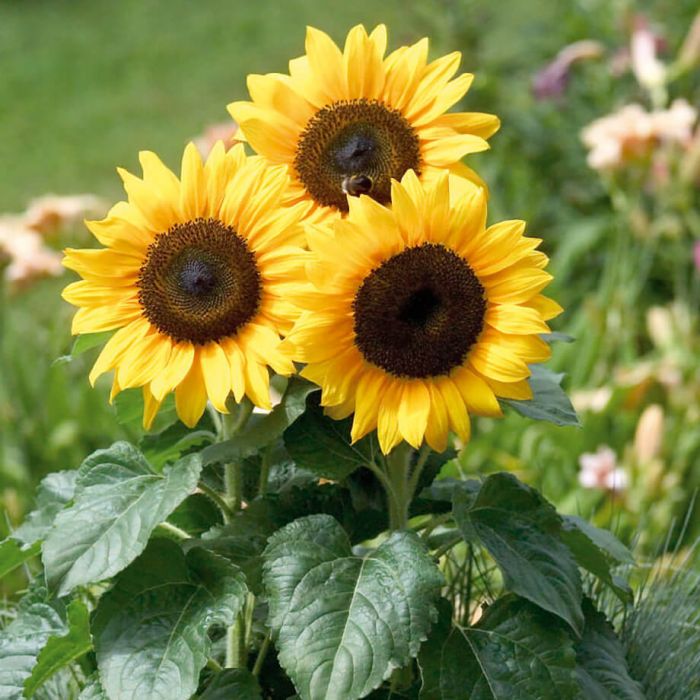 Sunflower Bonsai Flower seeds for Planting - Compact Growth, Heirloom & GMO Free Seeds for Home Garden, Non-GMO
