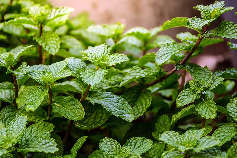 Mint Herb Seeds for Planting – Heirloom, Non-GMO, Organic Garden Seeds with High Germination for Culinary Use
