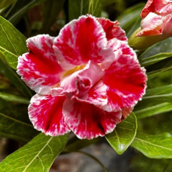 Burgundy Adenium Obesum Flower Seeds for Planting – Heirloom, Non-GMO, Shade Tolerant, High Germination