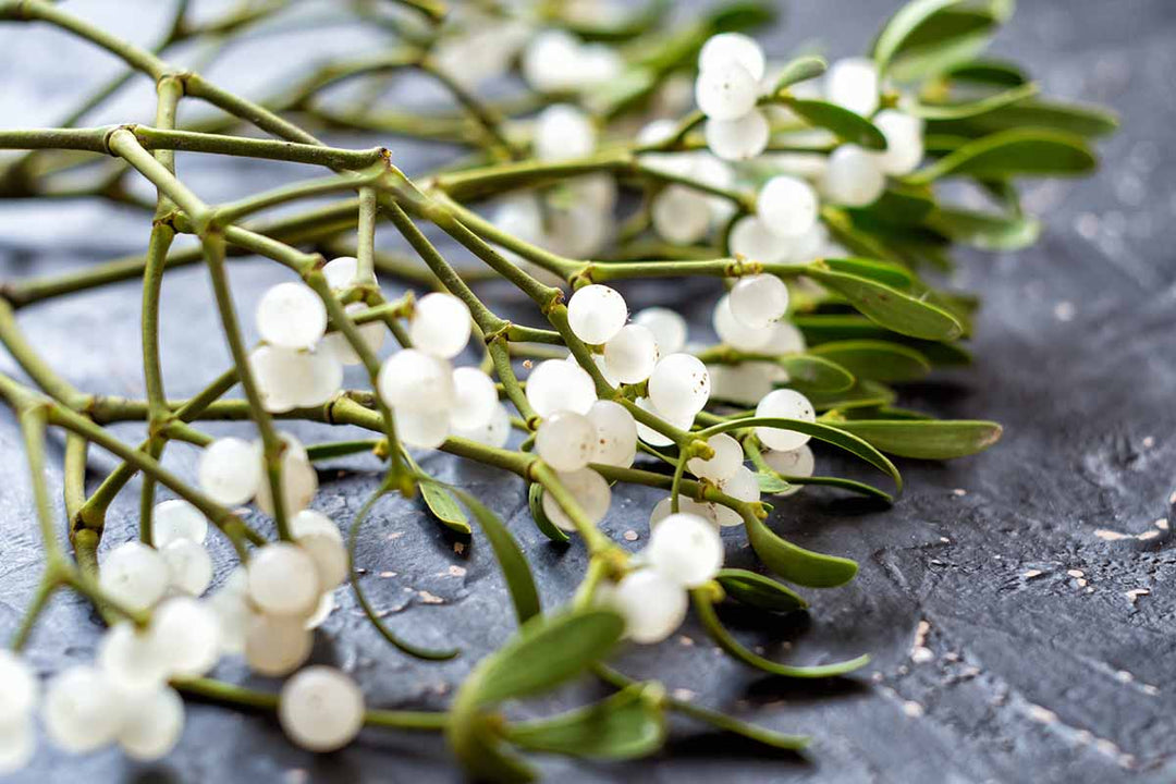 White Mistletoe Flower Seeds for Planting – Heirloom, Non-GMO, High Germination Organic Garden Seeds