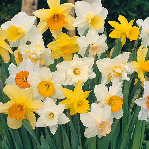 Mixed Daffodils Flower Seeds for Planting – Heirloom, Non-GMO, High Germination Blooms