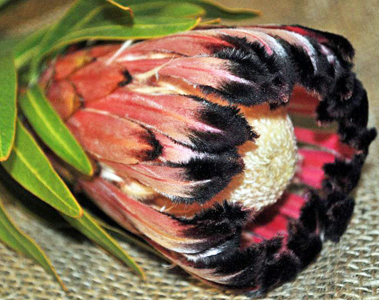 Mixed Color Neriifolia Flower Seeds for Planting – Heirloom, Non-GMO, High Germination Organic Garden Seeds for Vibrant Displays