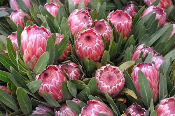 Mixed Color Neriifolia Flower Seeds for Planting – Heirloom, Non-GMO, High Germination Organic Garden Seeds for Vibrant Displays