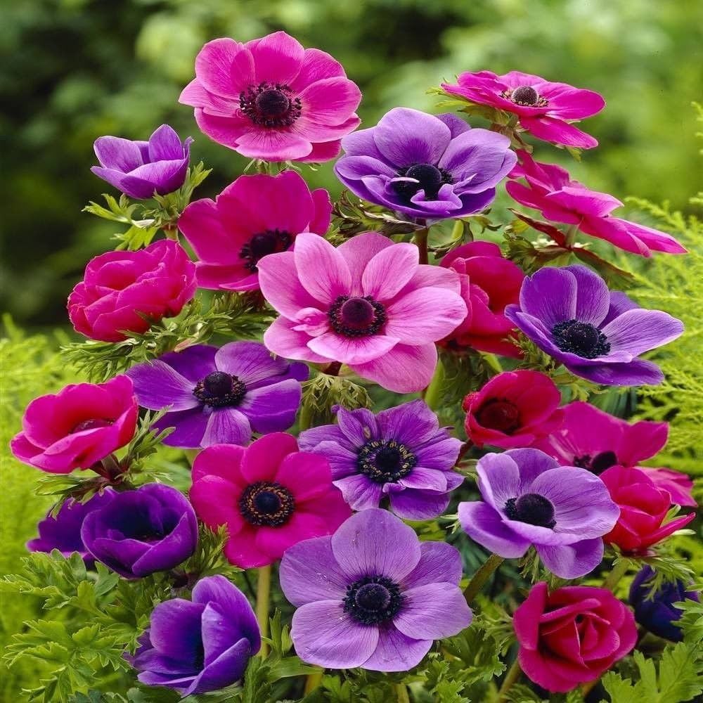 Mixed Colour Anemone Flower Seeds for Planting – Heirloom, Non-GMO, High Germination Organic Garden Seeds for Compact Growth