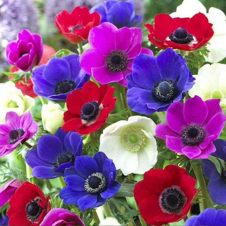 Mixed Colour Anemone Flower Seeds for Planting – Heirloom, Non-GMO, High Germination Organic Garden Seeds for Compact Growth