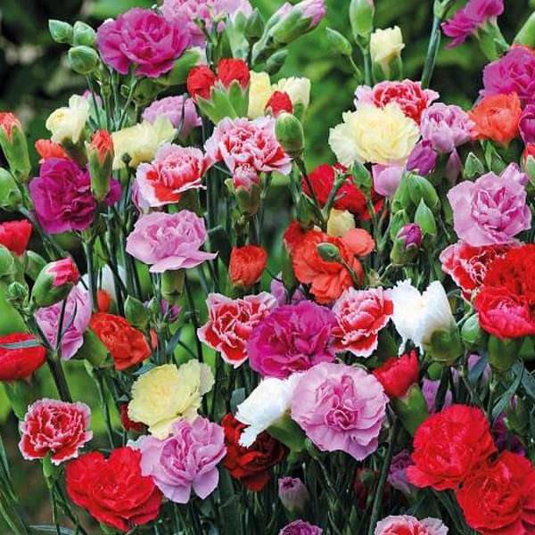 Mixed Colour Carnation Flower Seeds for Planting – Heirloom, Non-GMO, High Germination Organic Garden Seeds, Pollinator Friendly