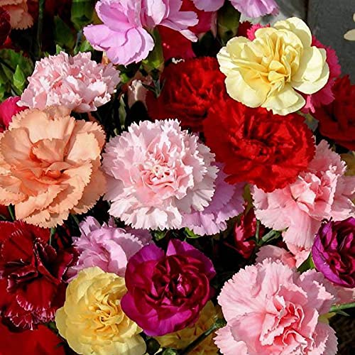 Mixed Colour Carnation Flower Seeds for Planting – Heirloom, Non-GMO, High Germination Organic Garden Seeds, Pollinator Friendly