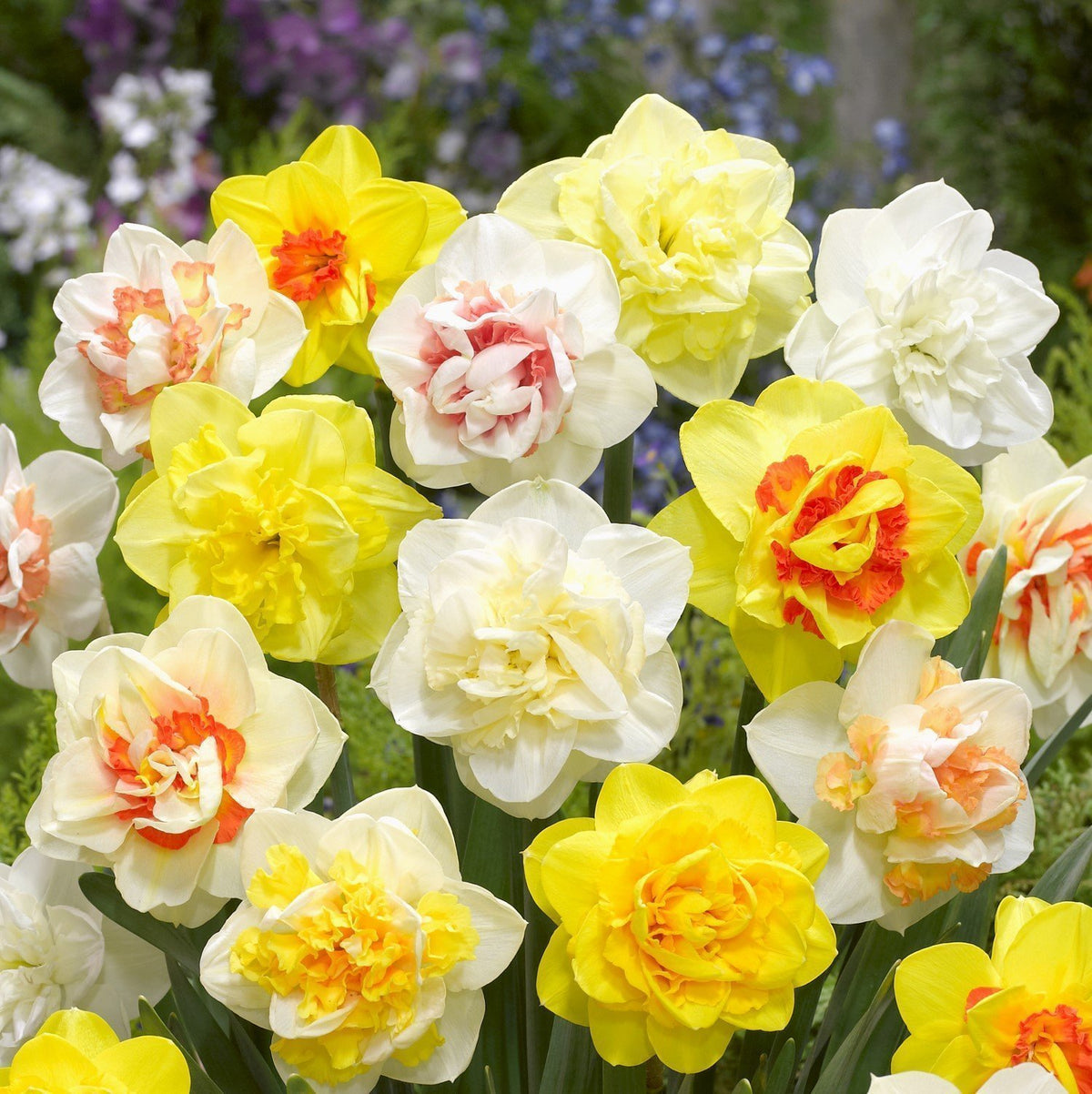 Marigold Flower Seeds for Planting White – Bright Blooms, Heirloom & Non-GMO, High Germination Organic Garden Seeds