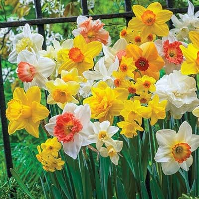 Marigold Flower Seeds for Planting White – Bright Blooms, Heirloom & Non-GMO, High Germination Organic Garden Seeds
