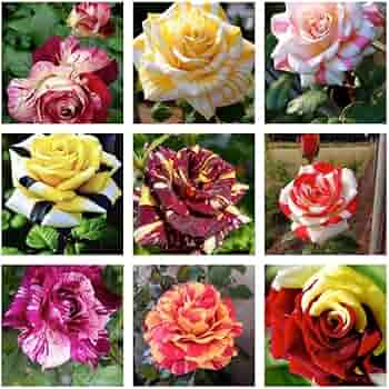 Mixed Colour Home Garden Rose Flower Seeds for Planting – Heirloom, Non-GMO, High Germination Organic Garden Seeds, Fragrant Blooms