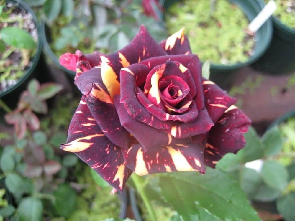 Mixed Colour Home Garden Rose Flower Seeds for Planting – Heirloom, Non-GMO, High Germination Organic Garden Seeds, Fragrant Blooms