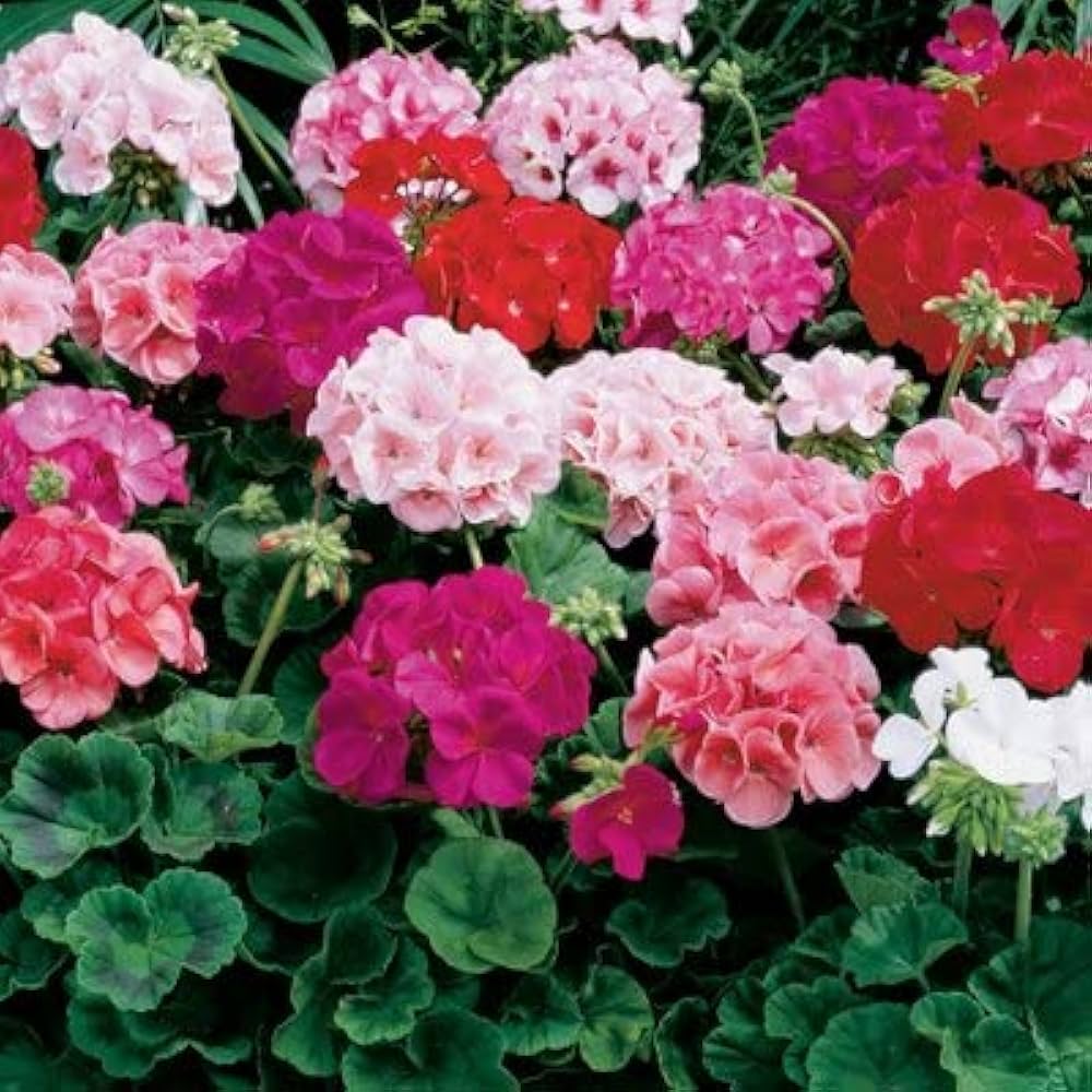 Mixed Colour Pelargonium Flower Seeds for Planting - Heirloom, Non-GMO, High Germination Organic Garden Seeds