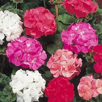 Mixed Colour Pelargonium Flower Seeds for Planting - Heirloom, Non-GMO, High Germination Organic Garden Seeds