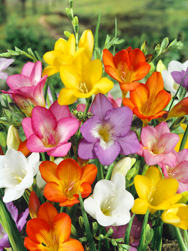 Freesia Flower Seeds for Planting – Heirloom Non-GMO, High Germination Organic Garden Seeds