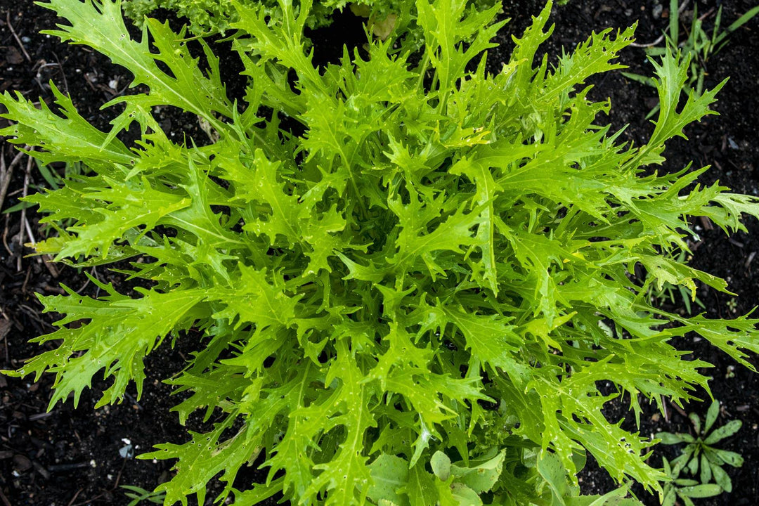 Lime Streaks Mizuna Mustard Herb Seeds for Planting – Heirloom, Non-GMO, Organic Garden Seeds with High Germination