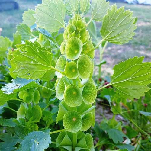 Green Moluccella Laevis Herb Seeds for Planting – Heirloom, Non-GMO, Organic Garden Seeds with High Germination