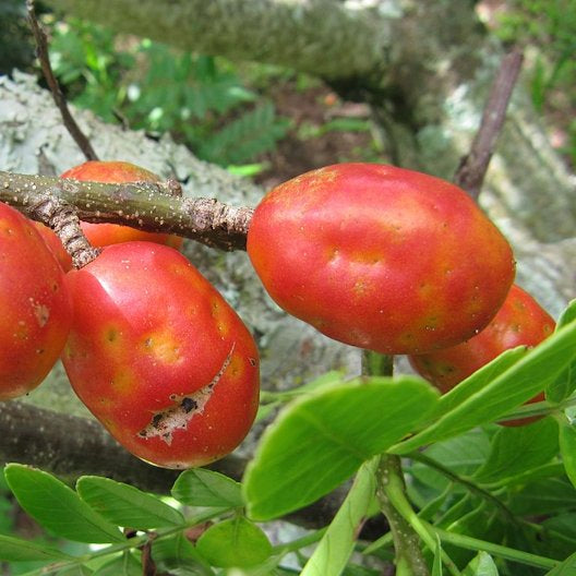 Red Spondias Purpurea fruit seeds for planting - Heirloom & Non-GMO Garden seeds