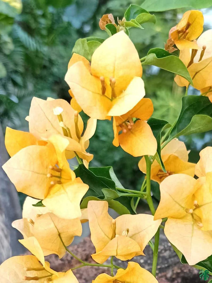 Light Yellow Bougainvillea Flower Seeds for Planting – Heirloom, Non-GMO, High Germination Garden Seeds