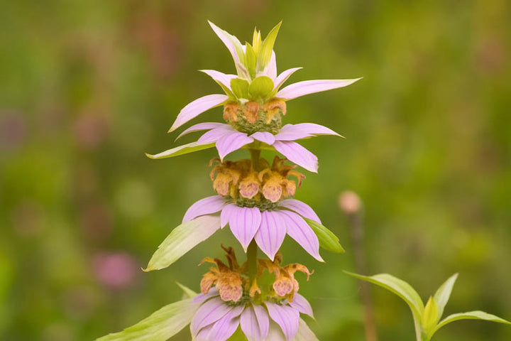 Purple Monarda Punctata Flower Seeds for Planting – Heirloom Non-GMO, High Germination Organic Garden Seeds