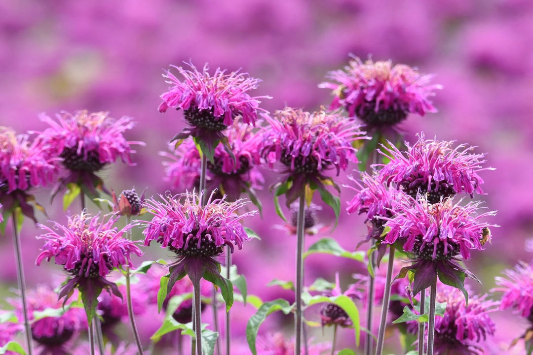 Monarda Flower Seeds for Planting – Heirloom, Non-GMO, Organic Garden Seeds