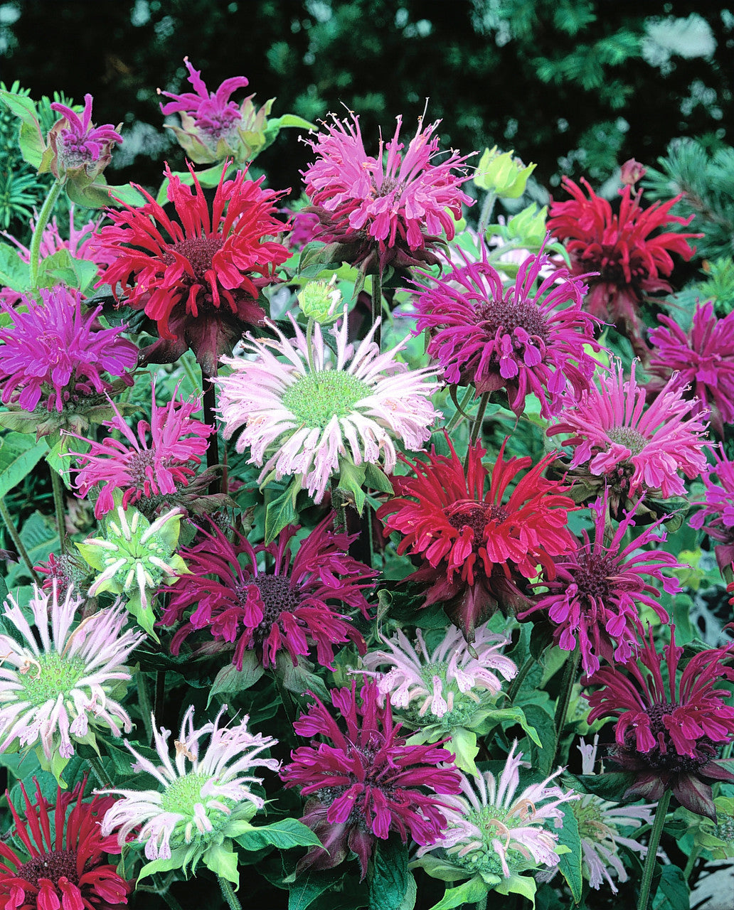 Flower Seeds, Seeds,Seeds For Planting,Plant Seeds