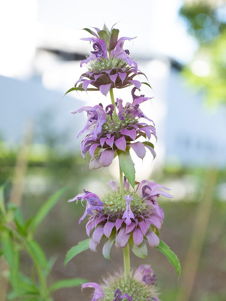 Violet Citriodora Flower Seeds for Planting – Heirloom, Non-GMO, Compact Growth, High Germination
