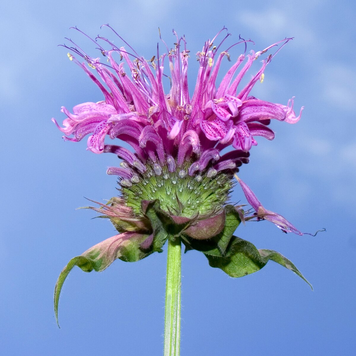 Monarda Flower Seeds for Planting – Heirloom, Non-GMO, Organic Garden ...