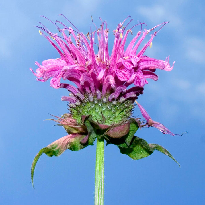 Monarda Flower Seeds for Planting – Heirloom, Non-GMO, Organic Garden Seeds