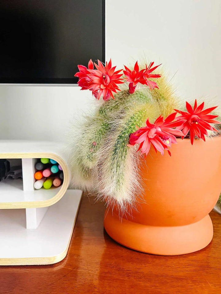 Cleistocactus Colademononis Flower Seeds for Planting – Heirloom, Non-GMO, High Germination Organic Garden Seeds