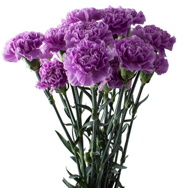Purple Carnation Flower Seeds for Planting – Low Maintenance, Heirloom & Non-GMO Seeds for Home Garden