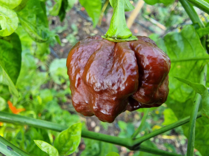 Chocolate Moruga Scorpion Pepper Seeds for Planting – Heirloom, Non-GMO, Extra Hot Pepper – High Germination
