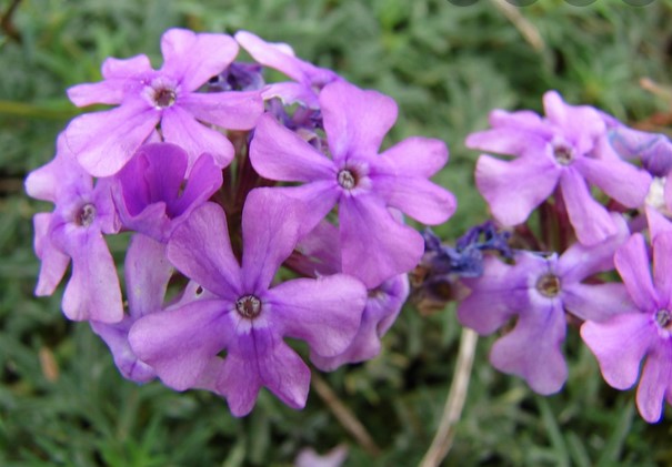 Moss Verbena Flower Seeds for Planting – Compact Growth, Heirloom, Non-GMO, Organic Garden Seeds