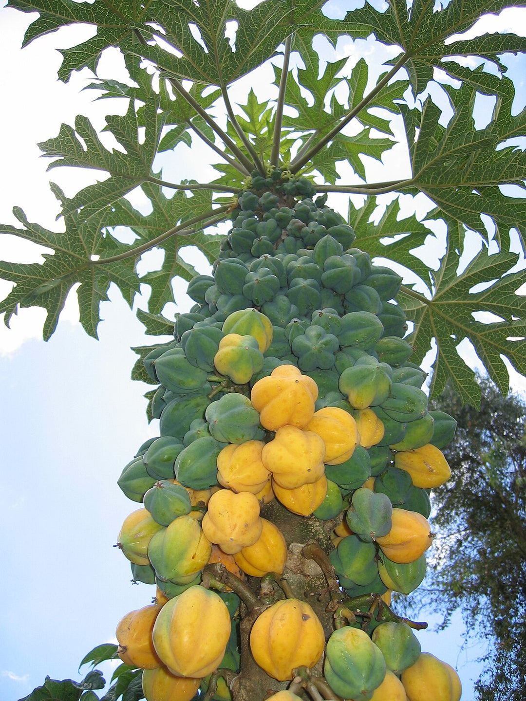 Fruit Seeds,Garden seeds, Seeds For Planting,Plant Seeds