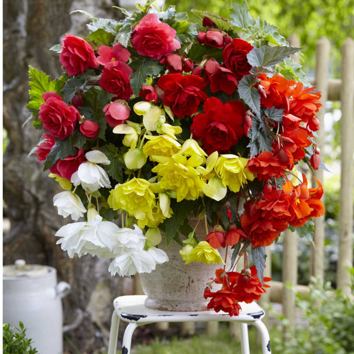Flower Seeds, Seeds,Seeds For Planting,Plant Seeds