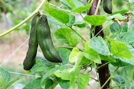 Mucuna Seeds for Planting – Heirloom Non-GMO Medicinal Climbing Vegetable Seeds with High Germination for Organic Gardens