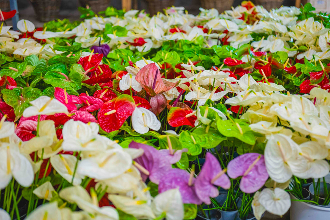 Multi-Colour Anthurium Seeds for Planting – Heirloom, Non-GMO, High Germination Organic Garden Seeds for Indoor & Outdoor Use
