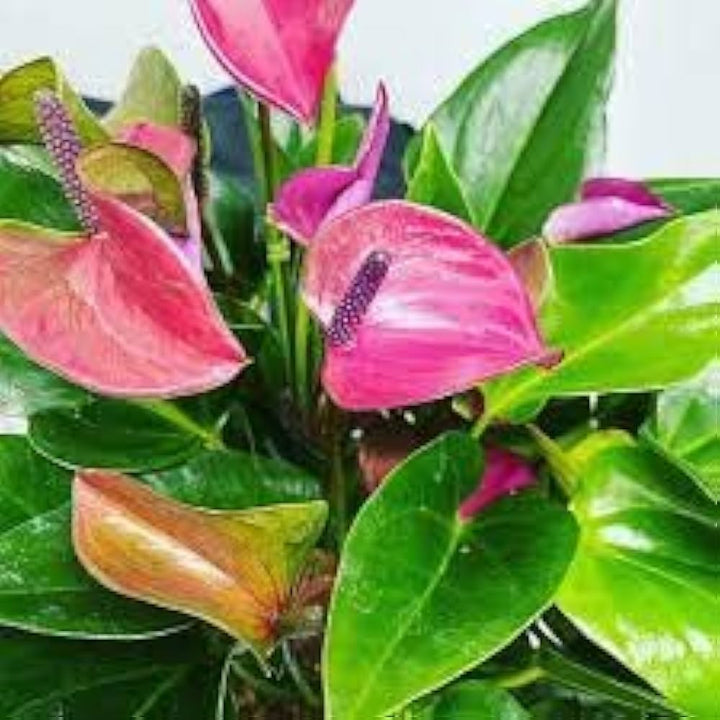 Multi-Colour Anthurium Seeds for Planting – Heirloom, Non-GMO, High Germination Organic Garden Seeds for Indoor & Outdoor Use