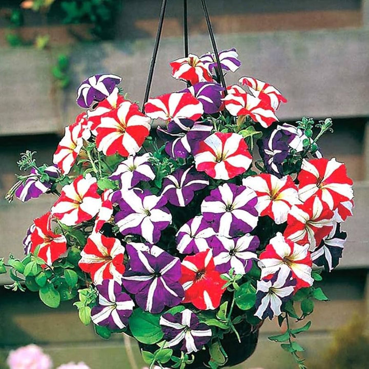Multi-Colour Hanging Petunia Flower Seeds for Planting – Heirloom, Non-GMO, High Germination Organic Garden Seeds for Vibrant Blooms