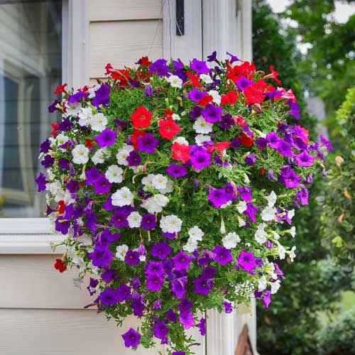 Multi-Colour Hanging Petunia Flower Seeds for Planting – Heirloom, Non-GMO, High Germination Organic Garden Seeds for Vibrant Blooms
