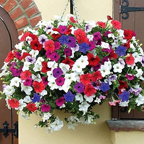 Multi-Colour Hanging Petunia Flower Seeds for Planting – Heirloom, Non-GMO, High Germination Organic Garden Seeds for Vibrant Blooms